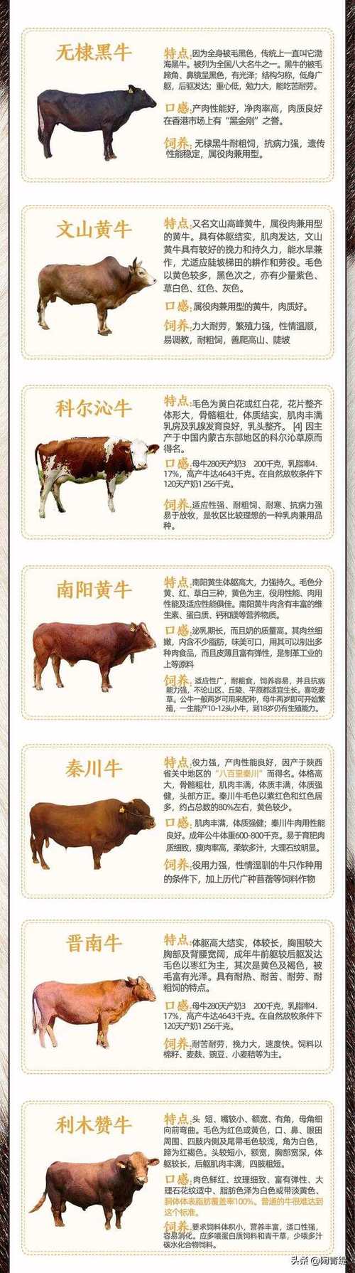 中国牛品种哪个最好？-图2