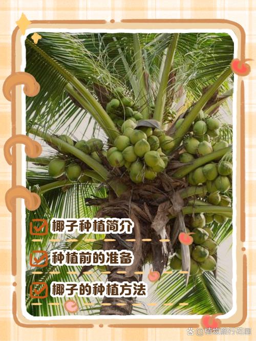 椰子种植技术有哪些关键要点？-图1