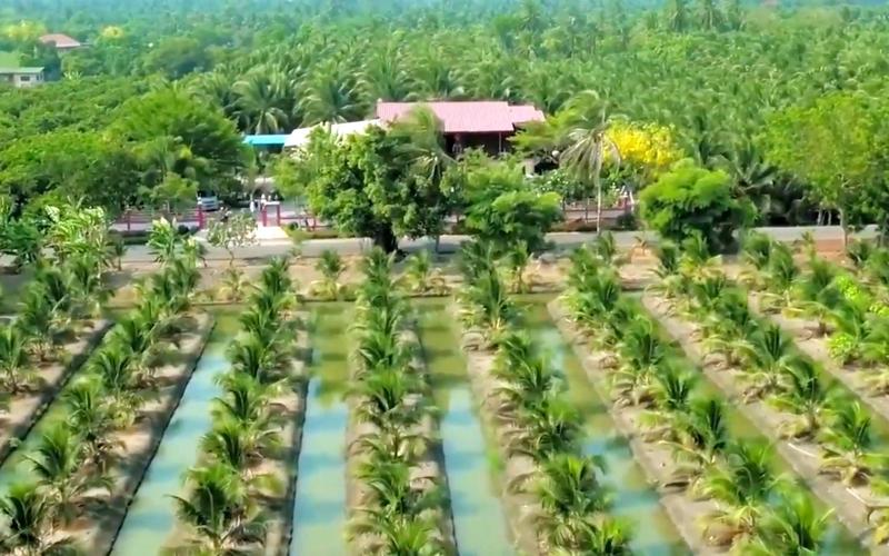 椰子种植技术有哪些关键要点？-图2