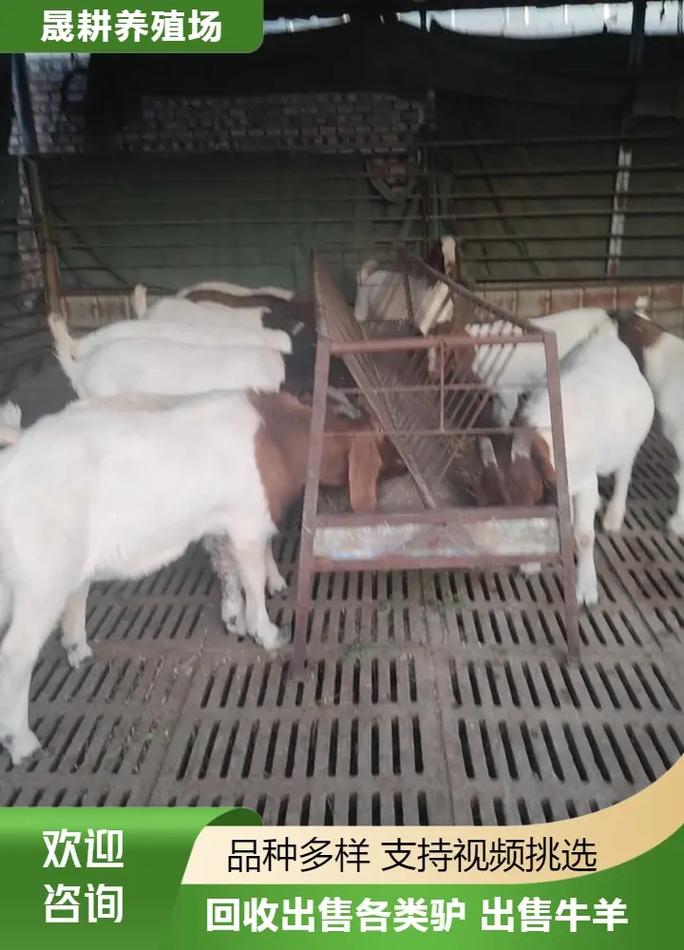 青岛优质波尔山羊价格多少？-图1