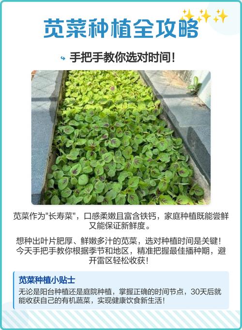 苋菜早熟高产怎么种?-图1 苋菜早熟高产怎么种?-图1