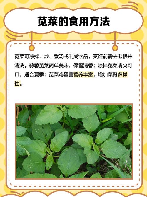 苋菜早熟高产怎么种?-图2 苋菜早熟高产怎么种?-图2