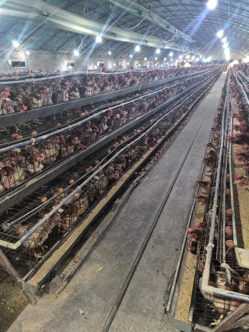 今日固始淘汰蛋鸡价格多少钱一斤？-图1