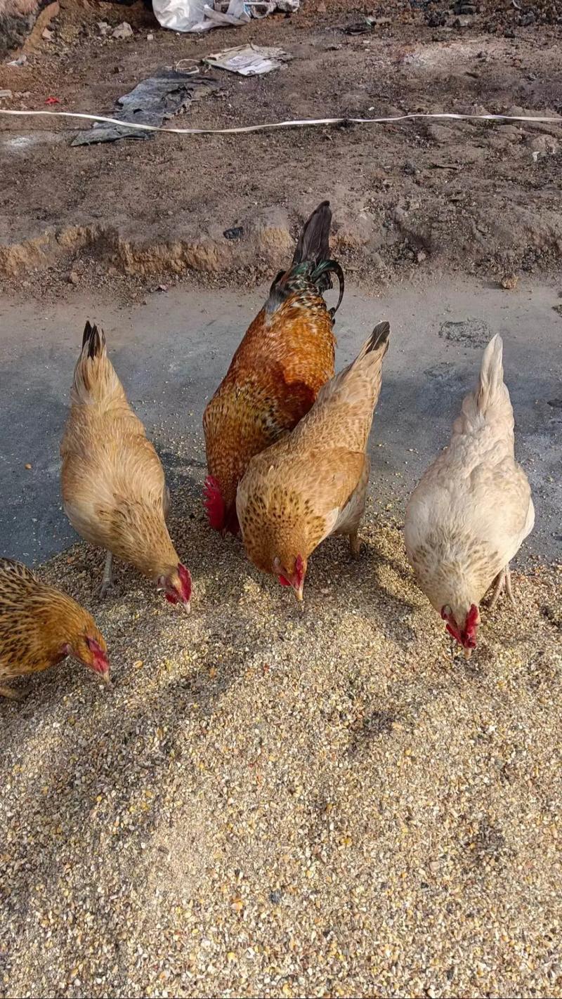 重庆周边柴鸡养殖技术有哪些关键要点?-图1 重庆周边柴鸡养殖技术有哪些关键要点?-图1