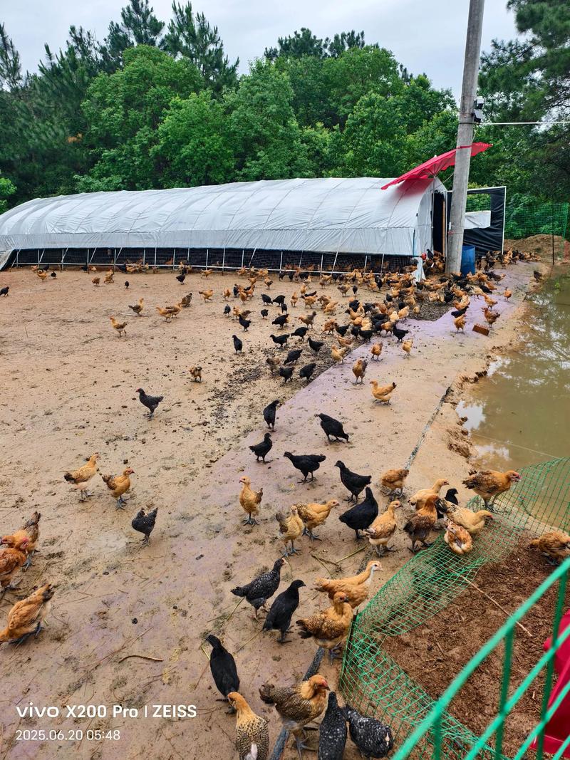 重庆周边柴鸡养殖技术有哪些关键要点?-图2 重庆周边柴鸡养殖技术有哪些关键要点?-图2