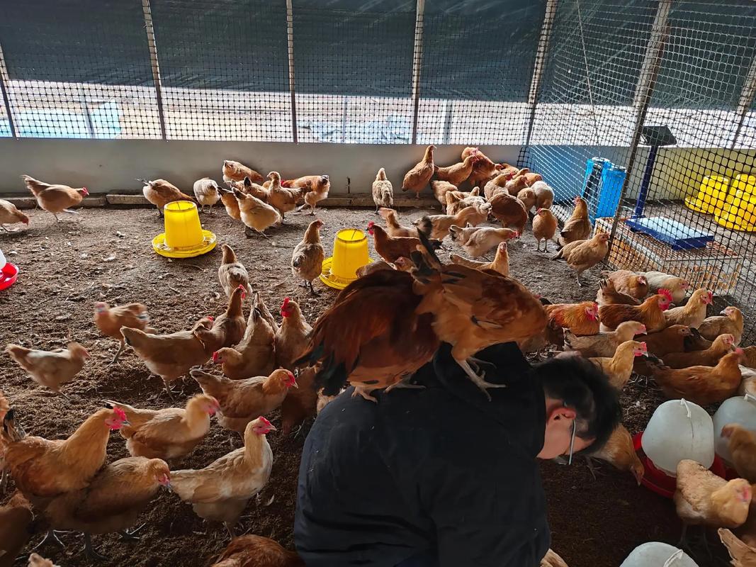 重庆周边柴鸡养殖技术有哪些关键要点?-图3 重庆周边柴鸡养殖技术有哪些关键要点?-图3