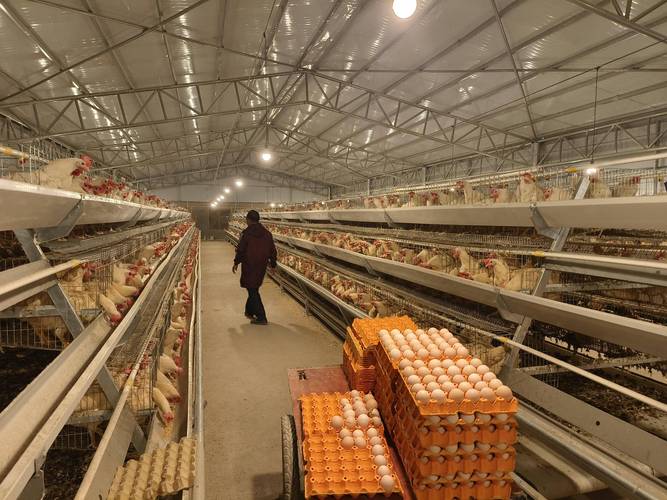 蛋鸡养殖技术视频全集有哪些要点?-图1 蛋鸡养殖技术视频全集有哪些要点?-图1