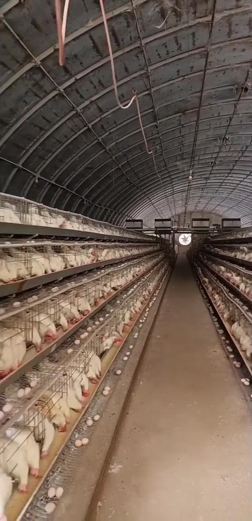 蛋鸡养殖技术视频全集有哪些要点?-图2 蛋鸡养殖技术视频全集有哪些要点?-图2