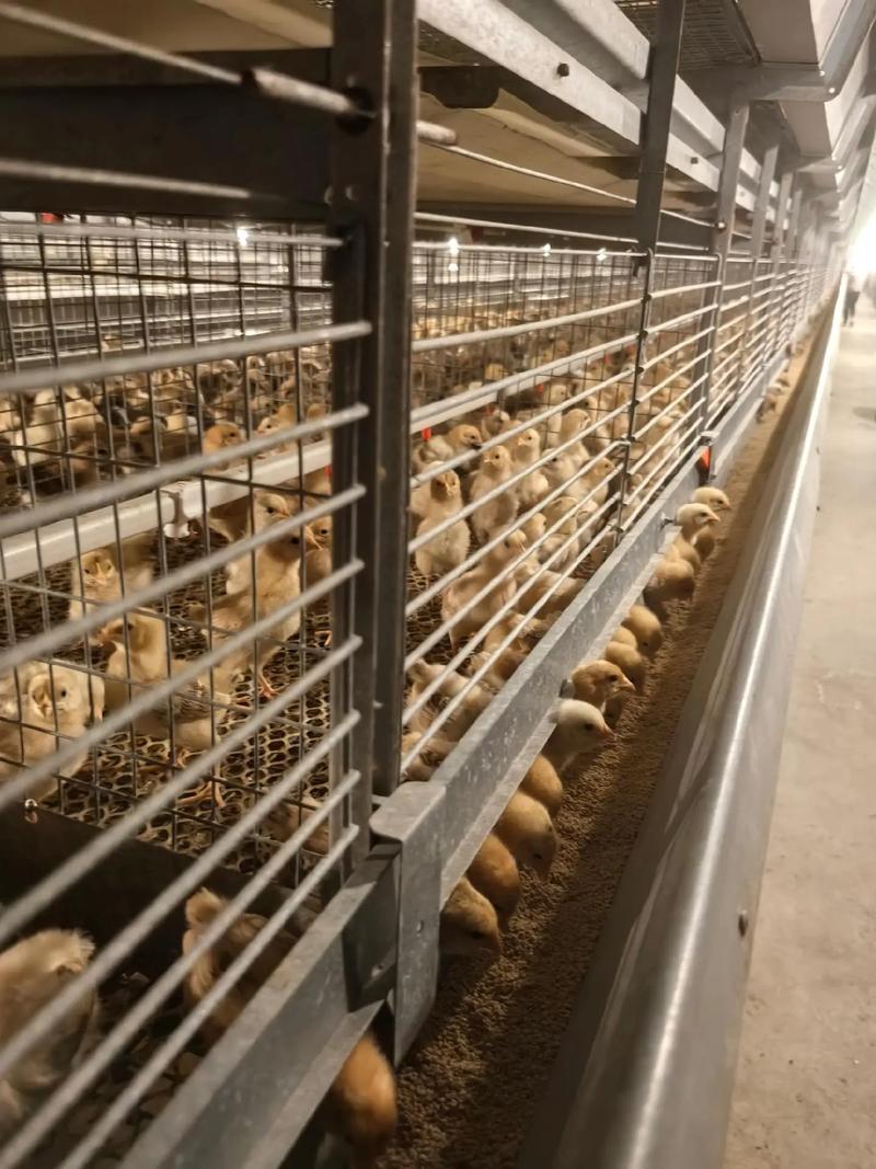 蛋鸡养殖技术视频全集有哪些要点?-图3 蛋鸡养殖技术视频全集有哪些要点?-图3