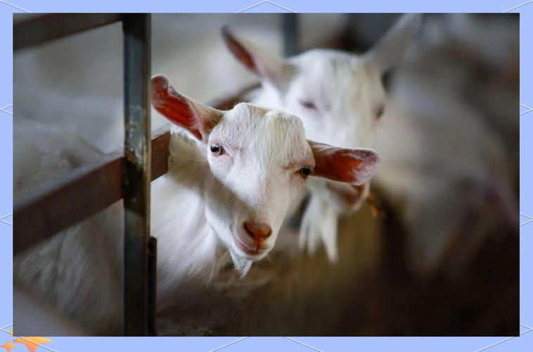 湖北适合养什么羊品种?-图2 湖北适合养什么羊品种?-图2