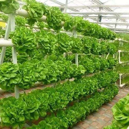 最新大棚青菜种植技术有哪些关键要点?-图2 最新大棚青菜种植技术有哪些关键要点?-图2