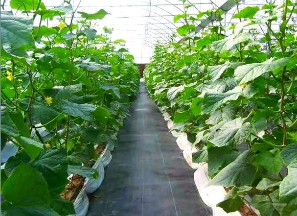 最新大棚青菜种植技术有哪些关键要点?-图3 最新大棚青菜种植技术有哪些关键要点?-图3