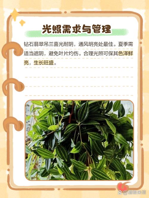 钻石翡翠植物怎么养才能爆盆？-图1