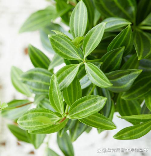 钻石翡翠植物怎么养才能爆盆？-图3