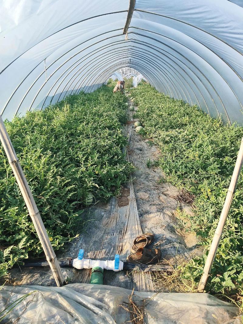 早春西瓜露地种植咋管理？-图3