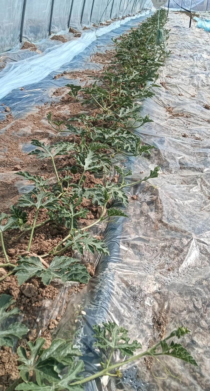 露地西瓜种植视频有哪些关键技术?-图3 露地西瓜种植视频有哪些关键技术?-图3