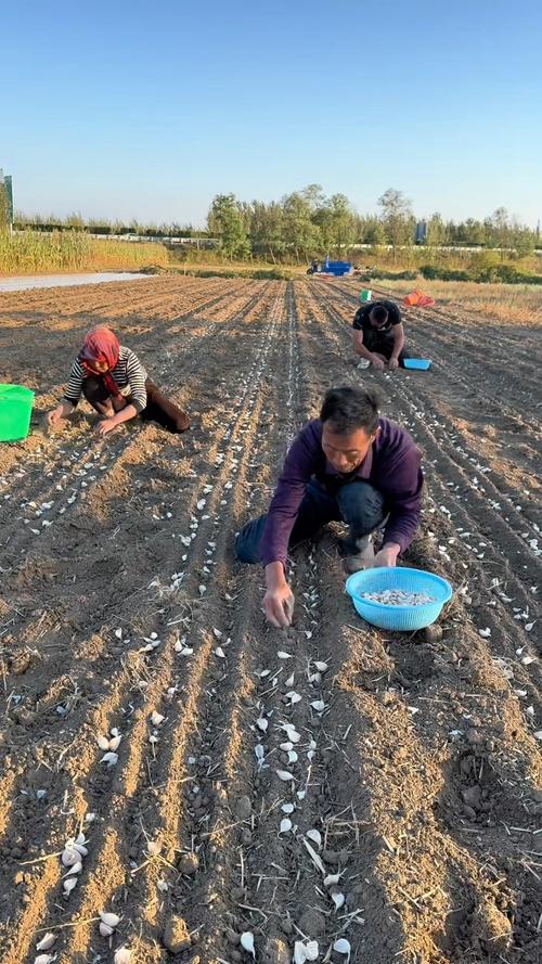 大蒜施肥技术视频，何时施肥最合适？-图1