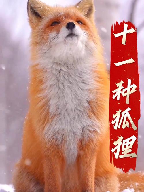 家养狐狸什么品种最好?-图1 家养狐狸什么品种最好?-图1