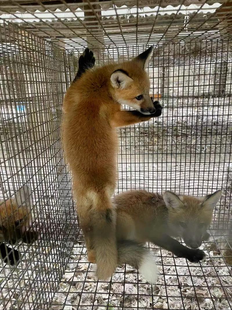 家养狐狸什么品种最好?-图2 家养狐狸什么品种最好?-图2