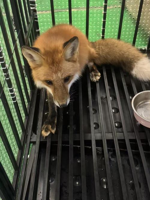 家养狐狸什么品种最好?-图3 家养狐狸什么品种最好?-图3