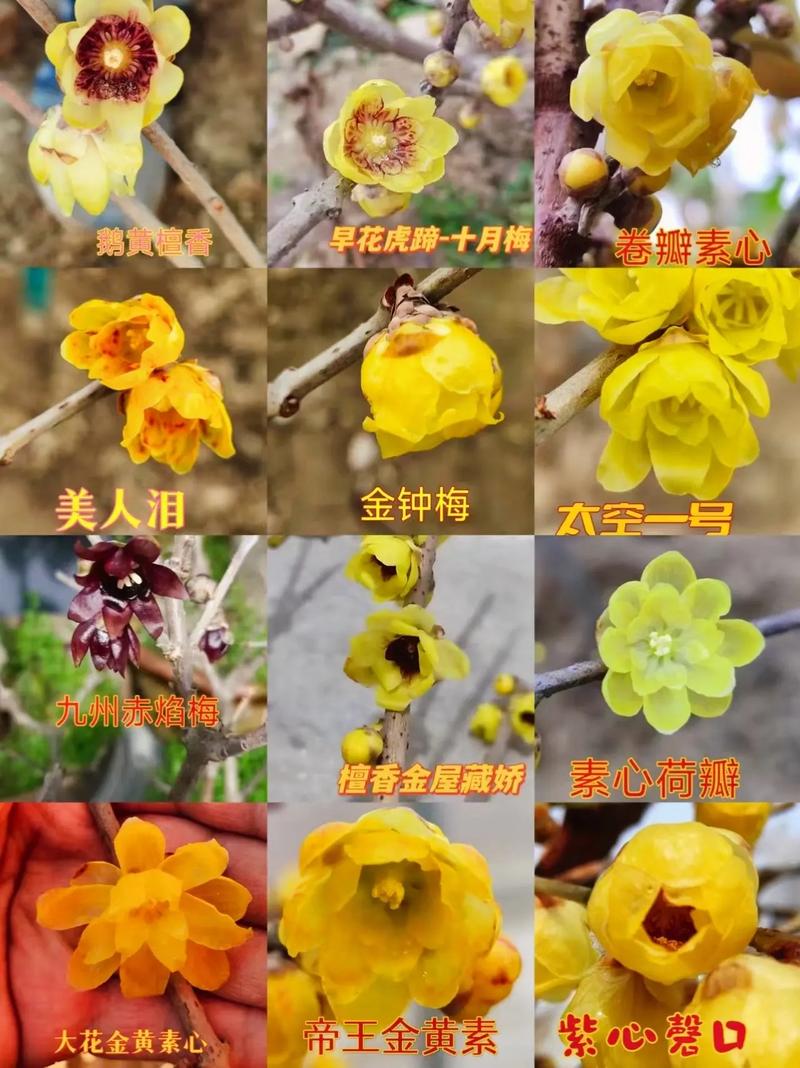 梅花品种多,常见有哪些?-图1 梅花品种多,常见有哪些?-图1