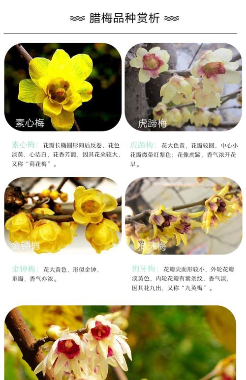 梅花品种多，常见有哪些？-图3