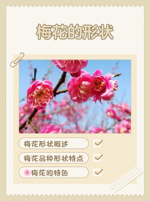 梅花品种多，常见有哪些？-图2