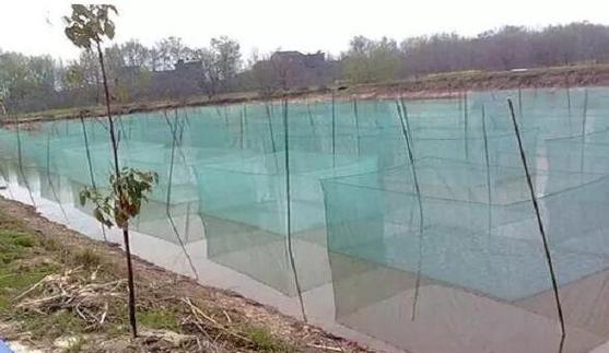 网箱无土养殖泥鳅技术难点有哪些？-图3