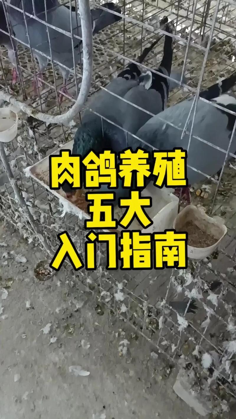 冬季种鸽饲养管理有何关键技术？-图1