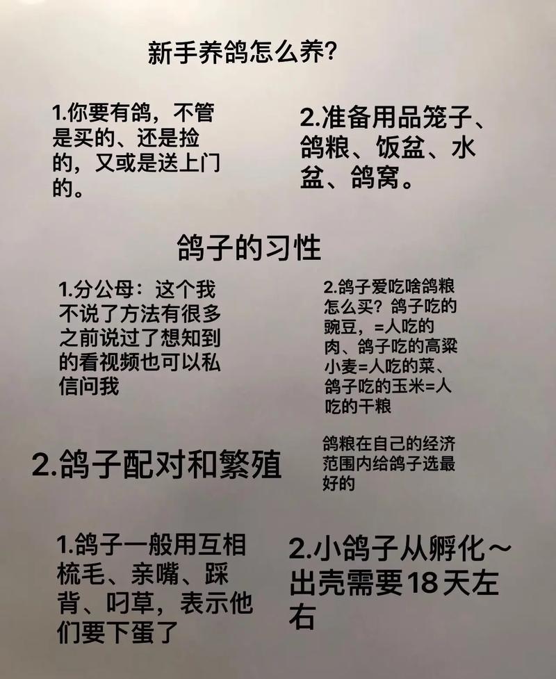 冬季种鸽饲养管理有何关键技术？-图2