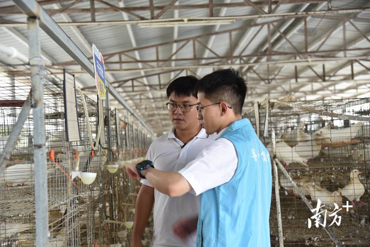 冬季种鸽饲养管理有何关键技术？-图3