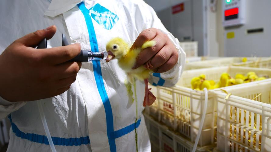 如何通过视频学会养鸭防病技术?-图1 如何通过视频学会养鸭防病技术?-图1