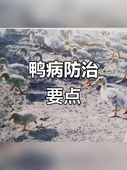如何通过视频学会养鸭防病技术?-图2 如何通过视频学会养鸭防病技术?-图2