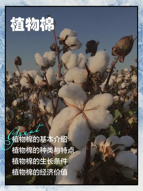 棉花品种有哪些？农广天地来介绍。-图1