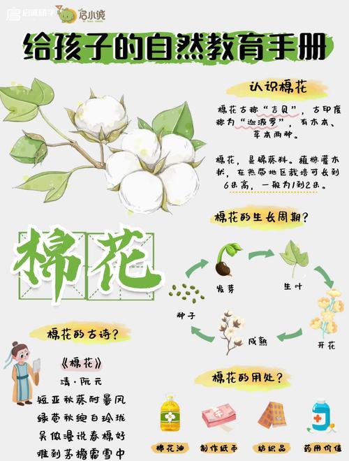 棉花品种有哪些？农广天地来介绍。-图3