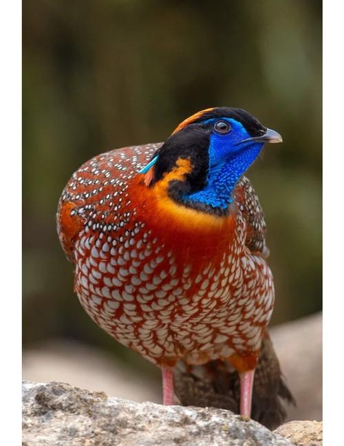 养殖最多的雉鸡品种是哪种?-图1 养殖最多的雉鸡品种是哪种?-图1