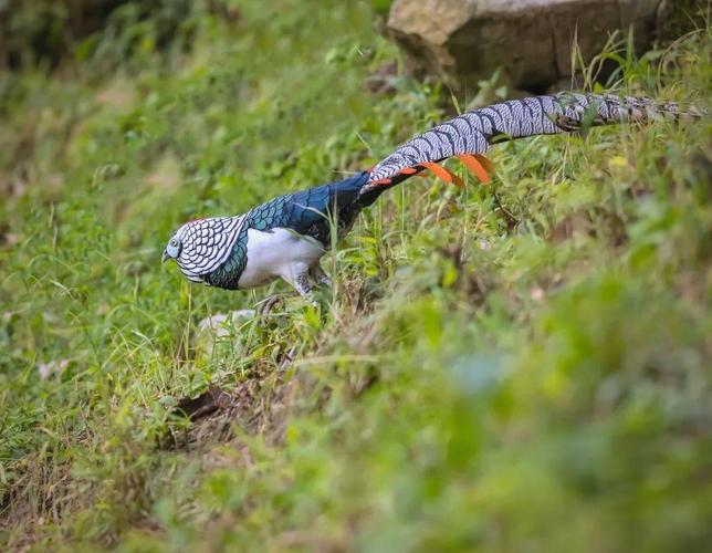 养殖最多的雉鸡品种是哪种?-图2 养殖最多的雉鸡品种是哪种?-图2