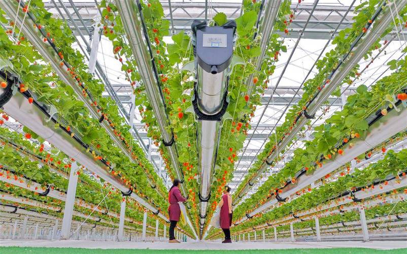 大棚有机草莓咋种才能高产优质?-图1 大棚有机草莓咋种才能高产优质?-图1