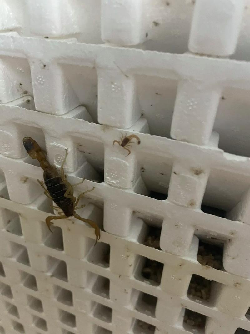 蝎子养殖技术哪里学?论坛经验靠谱吗?-图1 蝎子养殖技术哪里学?论坛经验靠谱吗?-图1