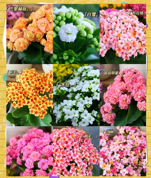 哪些长寿花品种最好看又好养?-图1 哪些长寿花品种最好看又好养?-图1