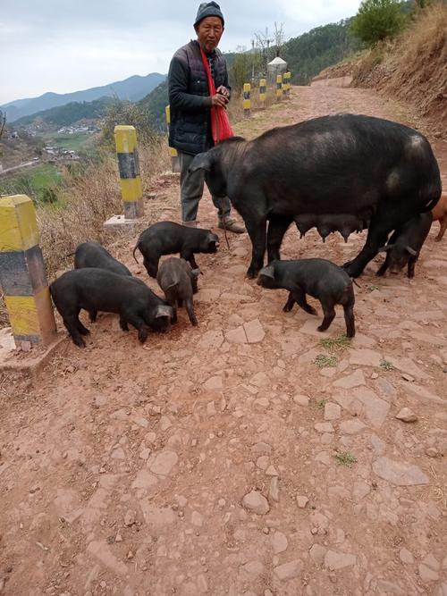 云南放养黑山母猪多少钱一头？-图1