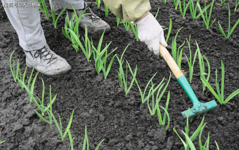 田间大蒜管理技术视频-图1