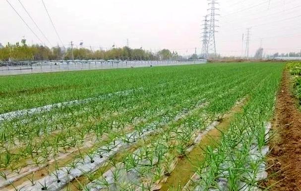 田间大蒜管理技术视频-图3