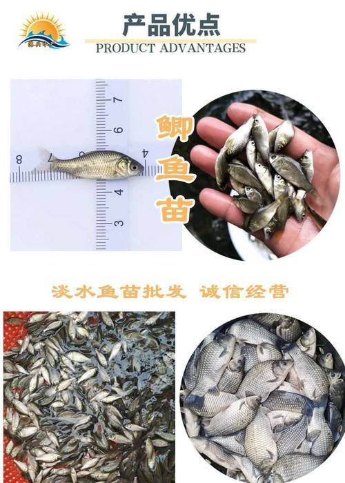如何辨别鱼苗品种?-图1 如何辨别鱼苗品种?-图1