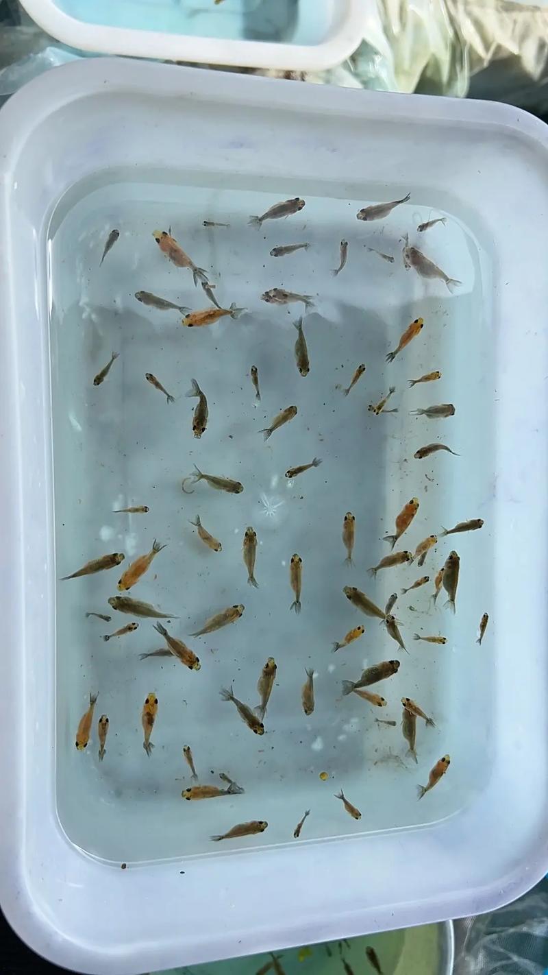 如何辨别鱼苗品种?-图2 如何辨别鱼苗品种?-图2