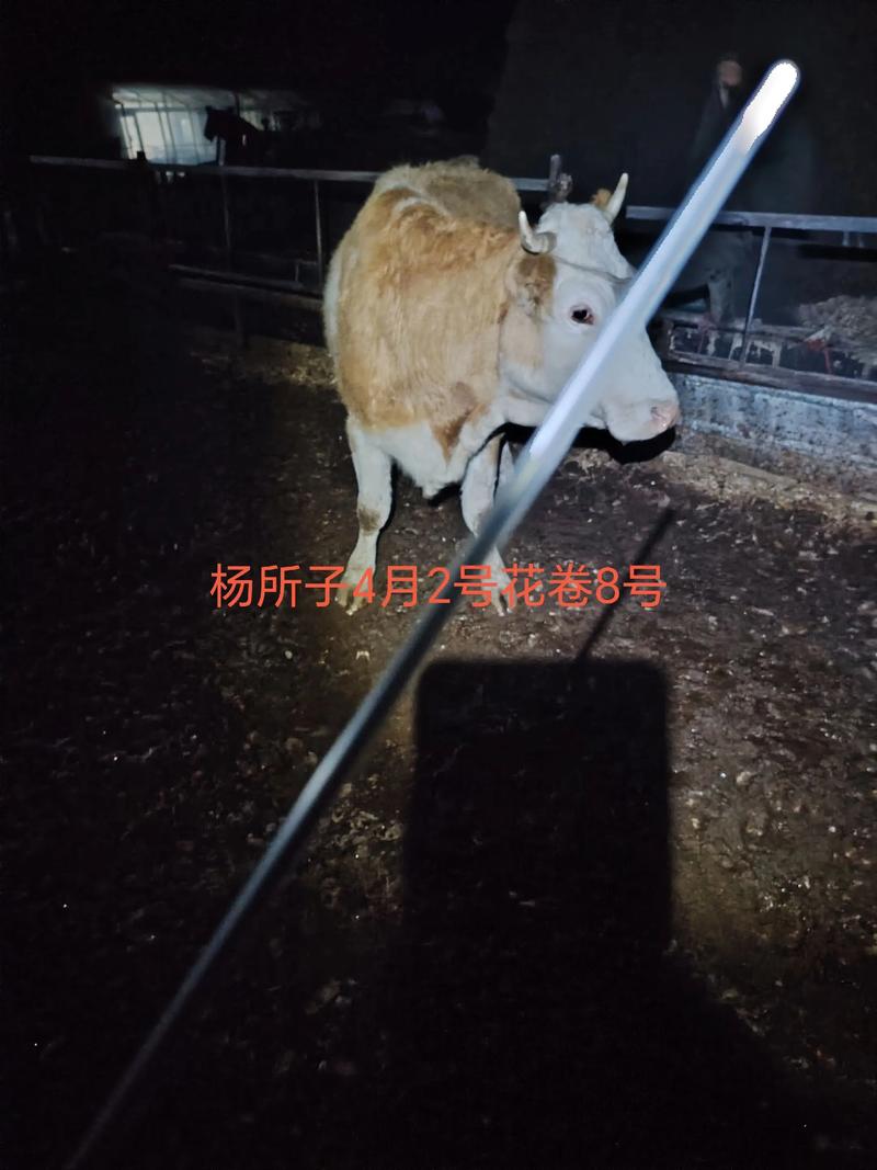 杭州牛饲料选什么？养牛技术怎么学？-图2