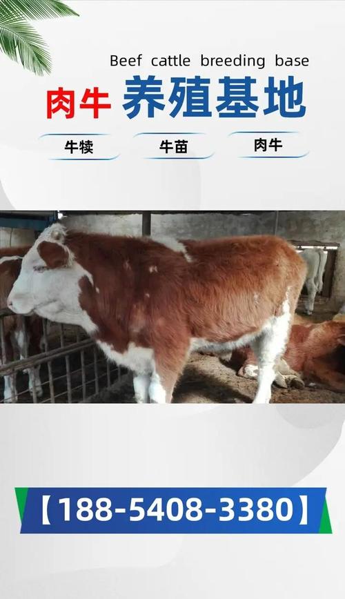 杭州牛饲料选什么？养牛技术怎么学？-图3
