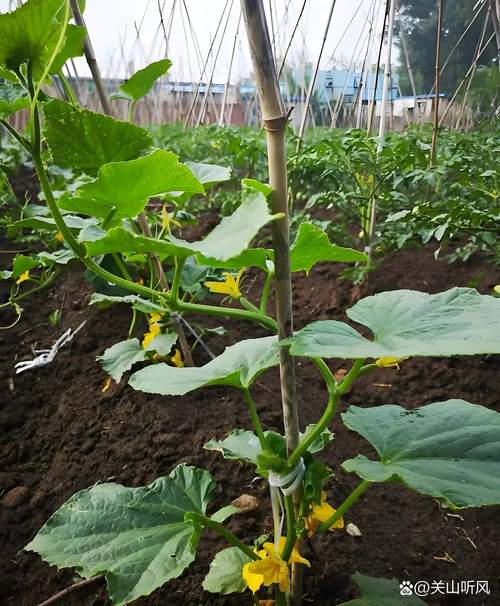 自家黄瓜咋种好？视频教你关键技术！-图1