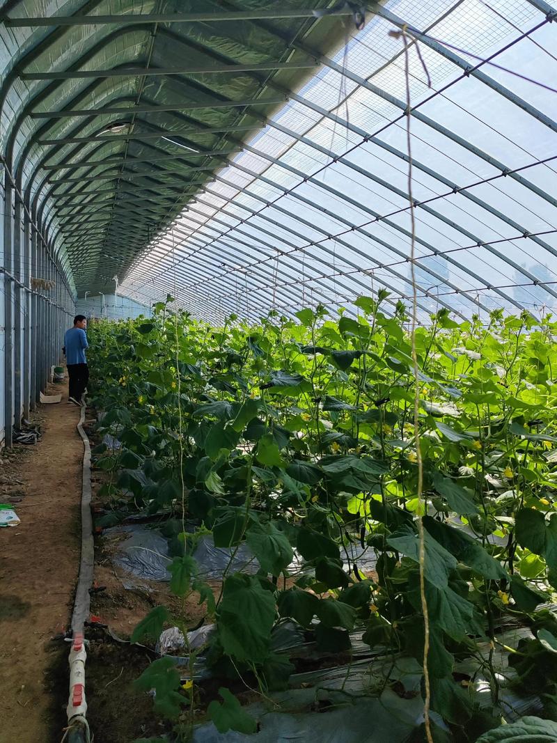 自家黄瓜咋种好？视频教你关键技术！-图3