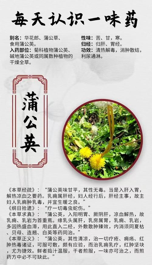 蒲公英种植技术及效益-图2